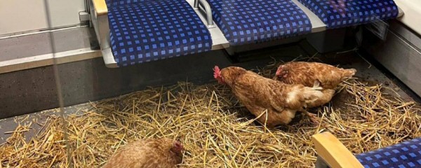 Hühner in Kölner S-Bahn zurückgelassen