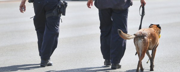 Bundespolizei fehlen Hunderte Sprengstoffhunde