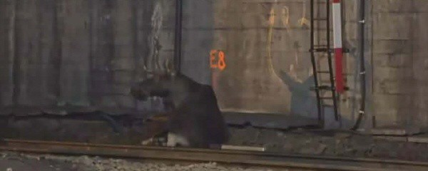 Elch legt Betrieb im Warschauer Hauptbahnhof lahm