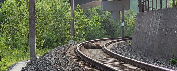Österreich: Bär bei Zusammenstoß mit Zug getötet
