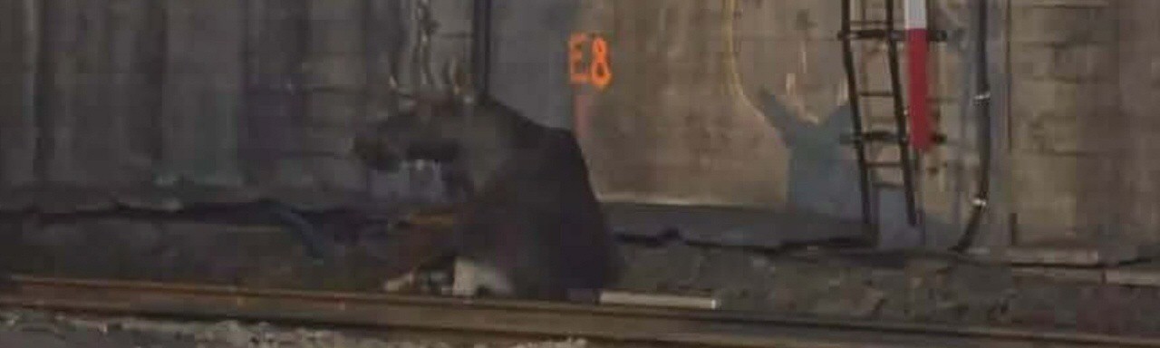 Elch legt Betrieb im Warschauer Hauptbahnhof lahm