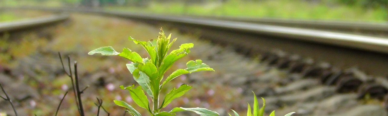 DB setzt wieder auf Glyphosat gegen Wildwuchs im Gleis