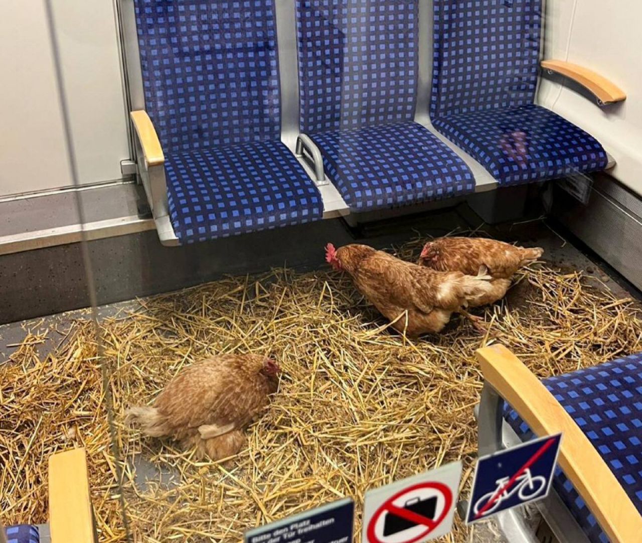Hühner in der S-Bahn