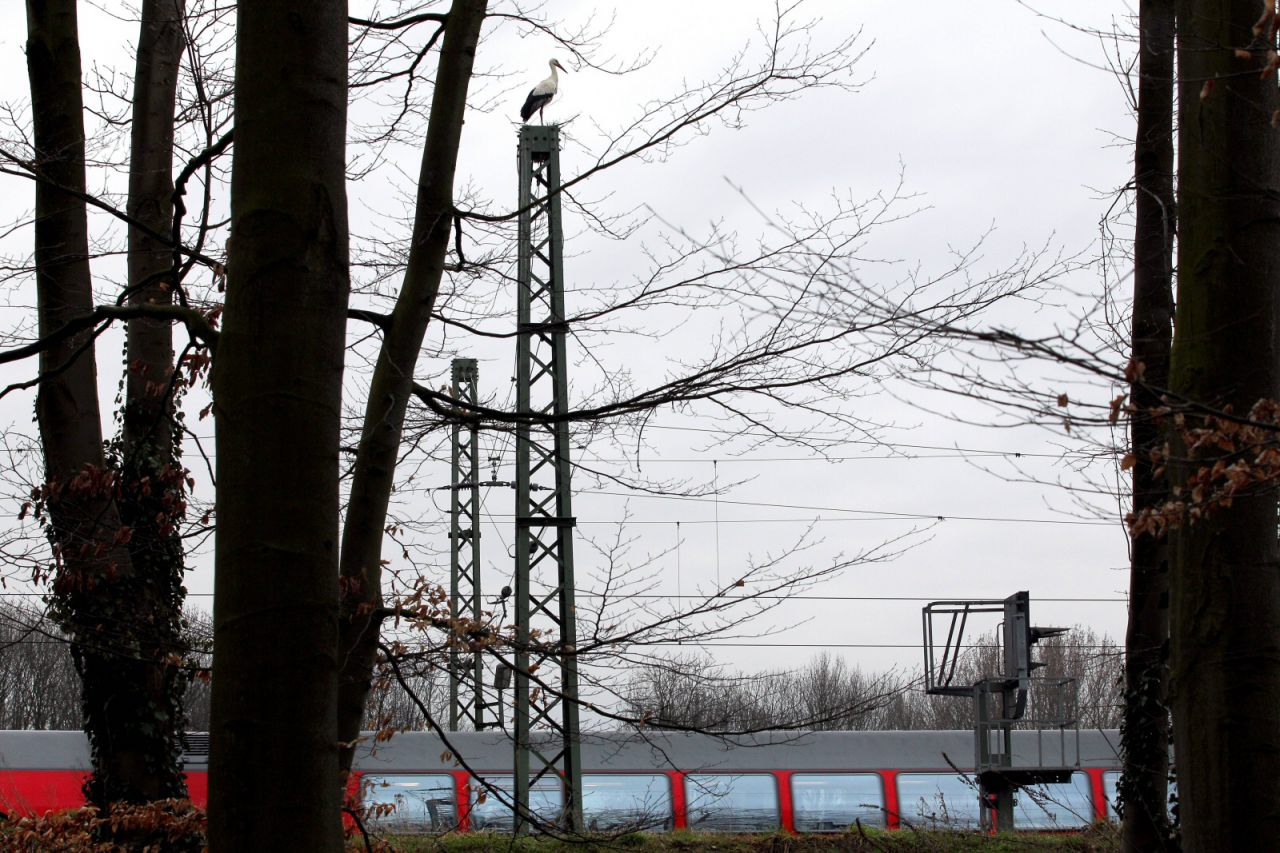 Storch auf Bahnmast