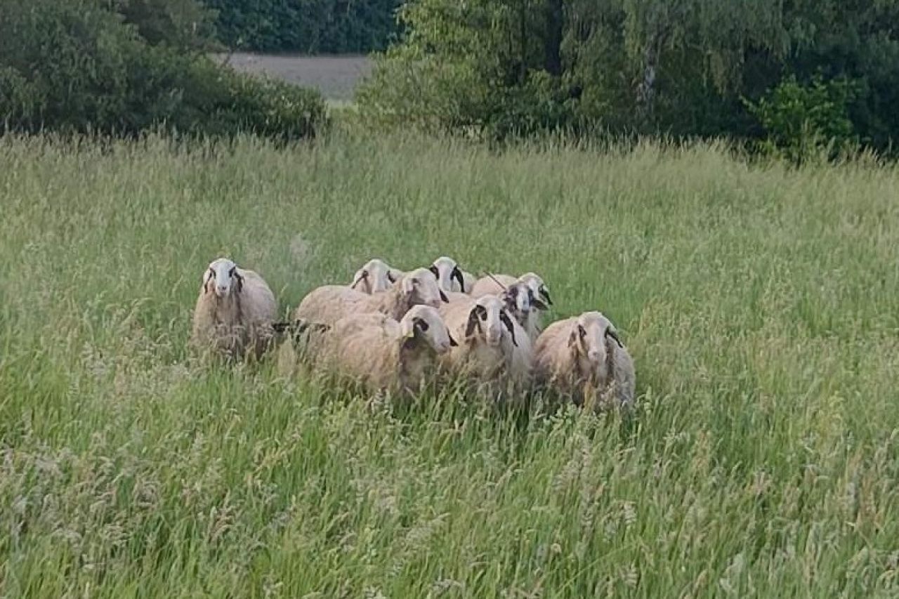 Schafherde