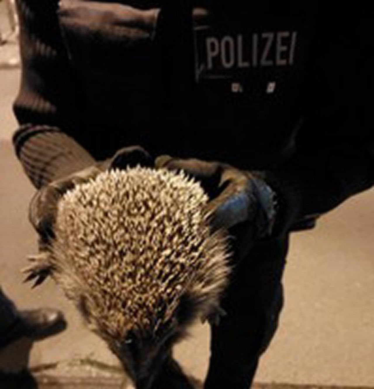 Igel
