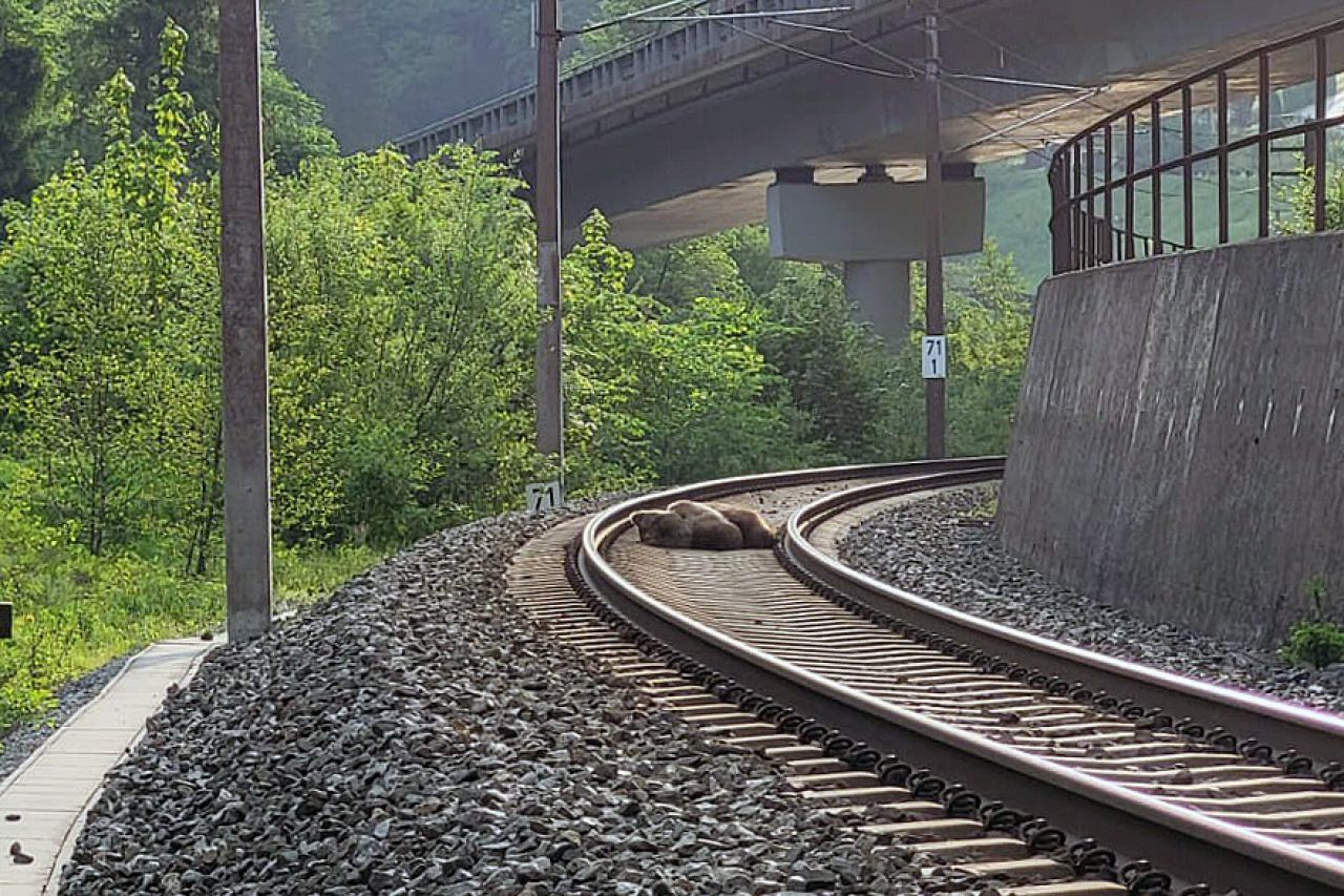 Verunfallter Bär am 23.04.2023 in Österreich