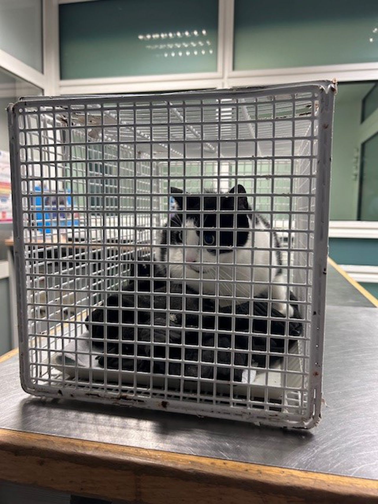 In diesem Transportbehälter brachten Bundespolizisten die ausgebüxte Katze 